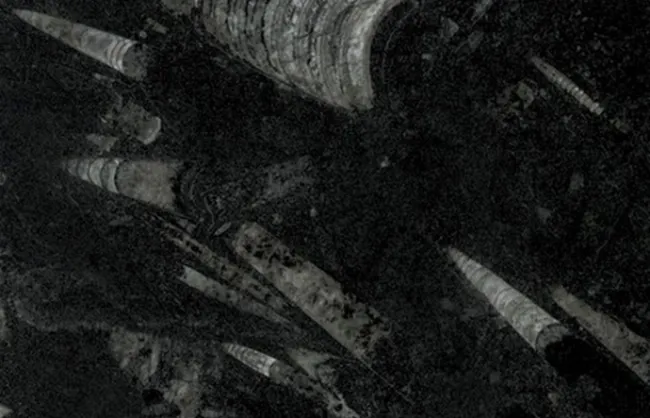 marmore-fossil-black-di-marmore